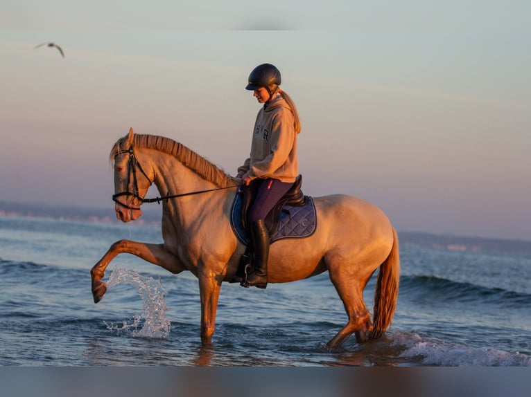 Lusitanos Stute 11 Jahre 160 cm Cremello in Timmendorfer Strand