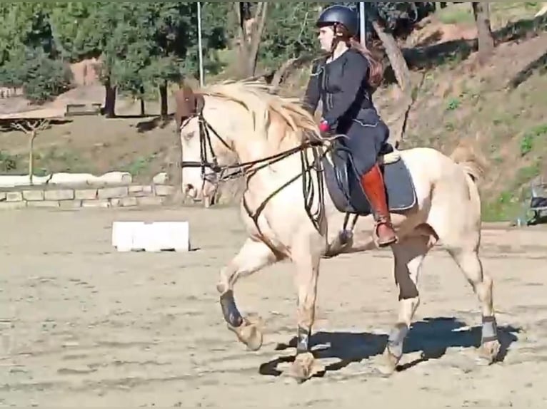 Lusitanos Mix Stute 11 Jahre 164 cm Cremello in Arenys De Munt