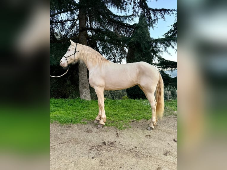 Lusitanos Mix Stute 11 Jahre 164 cm Cremello in Arenys De Munt
