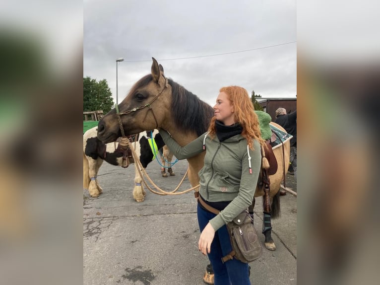 Lusitanos Stute 12 Jahre 153 cm Brauner in Windhagen