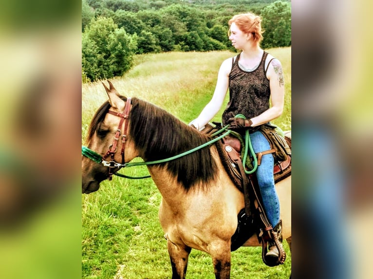 Lusitanos Stute 12 Jahre 153 cm Brauner in Windhagen