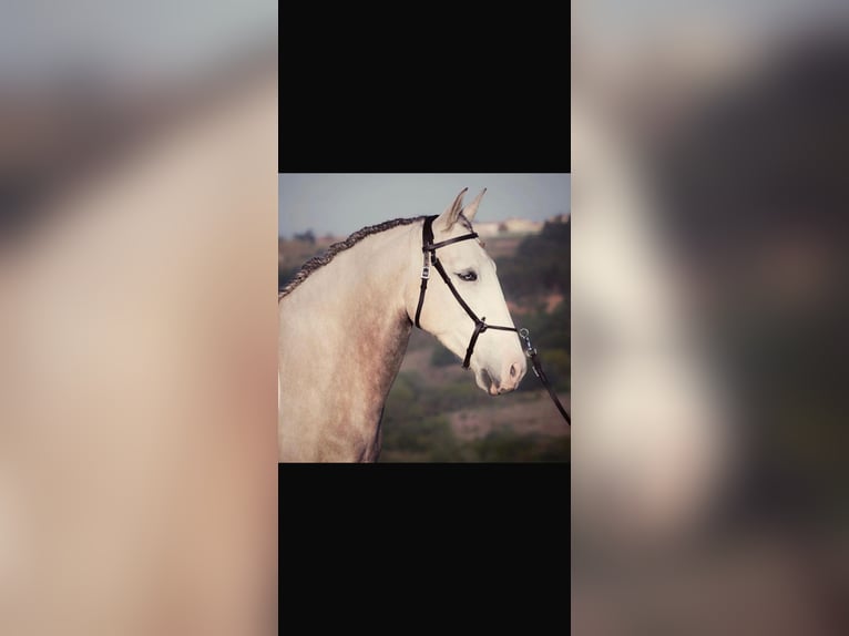 Lusitanos Stute 12 Jahre 160 cm Schimmel in Groß Ippener