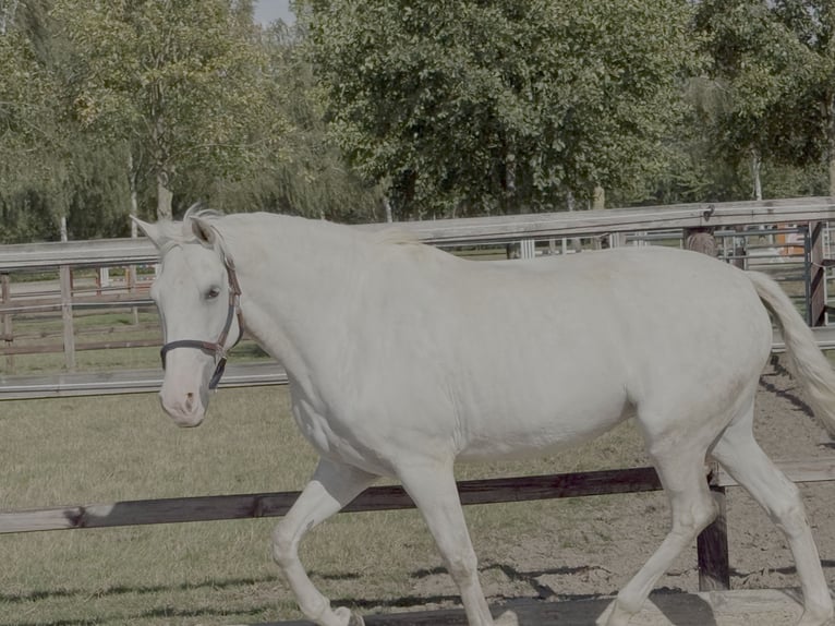 Lusitanos Stute 12 Jahre 160 cm Schimmel in Groß Ippener