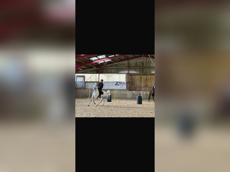 Lusitanos Stute 12 Jahre 160 cm Schimmel in Groß Ippener