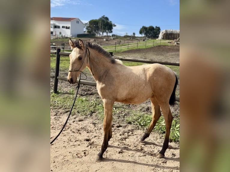 Lusitanos Stute 12 Jahre 167 cm Brauner in Caldas da Rainha