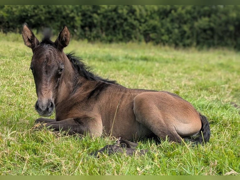 Lusitanos Stute 13 Jahre 155 cm Schimmel in Porspoder
