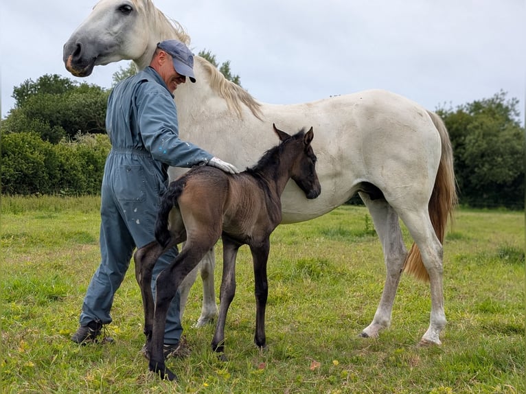 Lusitanos Stute 13 Jahre 155 cm Schimmel in Porspoder
