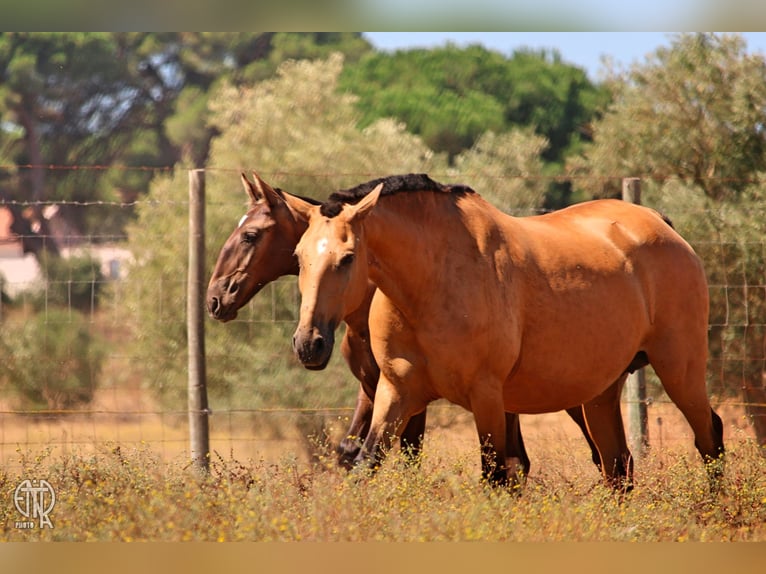 Lusitanos Stute 13 Jahre 157 cm Falbe in Palmela