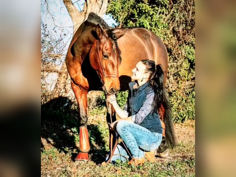 Lusitanos Stute 13 Jahre 160 cm Brauner in Silkeborg