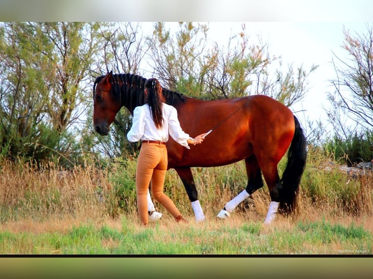Lusitanos Stute 13 Jahre 160 cm Brauner in Silkeborg