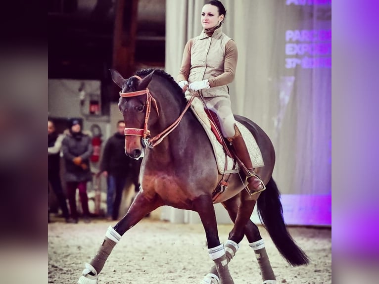 Lusitanos Stute 13 Jahre 160 cm Brauner in Silkeborg