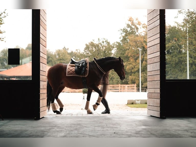 Lusitanos Stute 13 Jahre 160 cm Brauner in Silkeborg