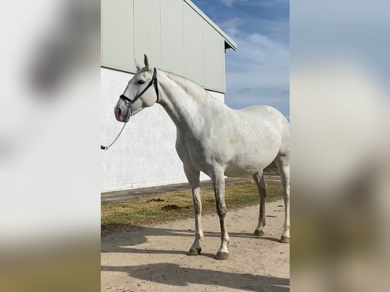 Lusitanos Stute 13 Jahre Schimmel in Calera Y Chozas (Pueblo)