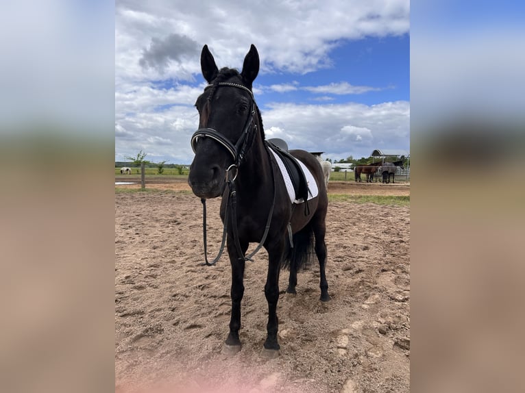 Lusitanos Mix Stute 14 Jahre 151 cm Rappe in Eppertshausen