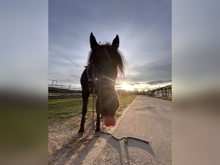 Lusitanos Mix Stute 14 Jahre 151 cm Rappe in Eppertshausen