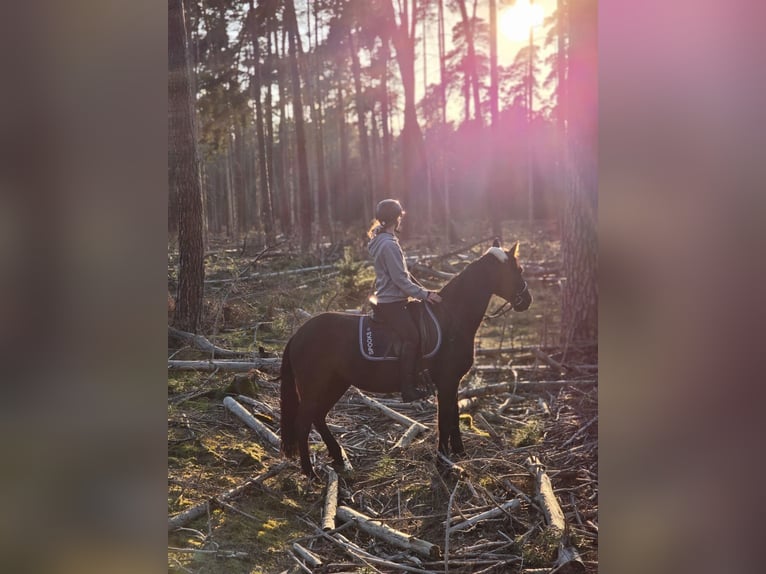 Lusitanos Mix Stute 14 Jahre 151 cm Rappe in Eppertshausen