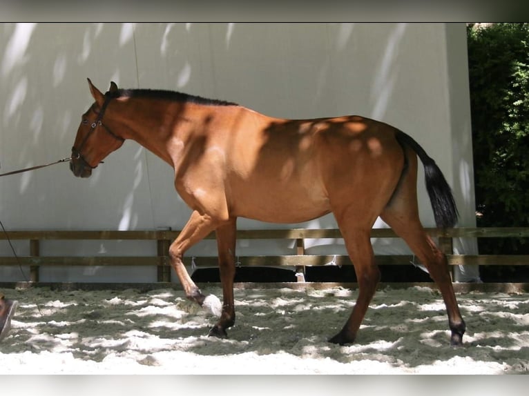 Lusitanos Stute 14 Jahre 160 cm Brauner in Cadriceira