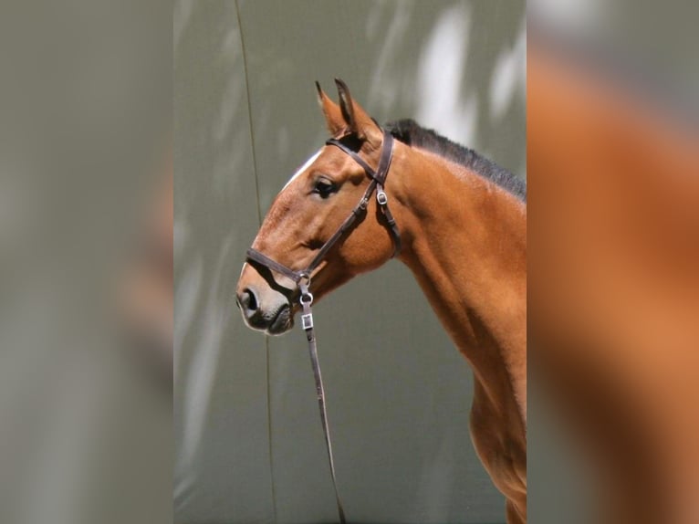 Lusitanos Stute 14 Jahre 160 cm Brauner in Cadriceira