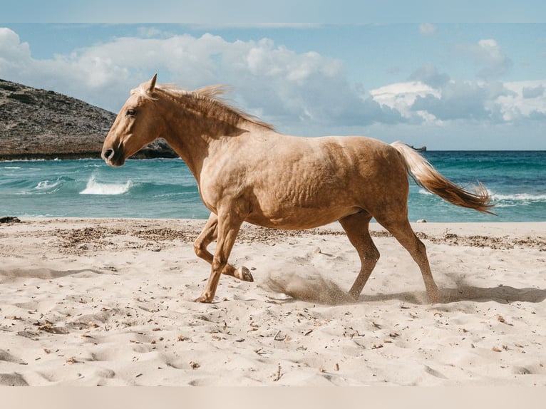 Lusitanos Stute 14 Jahre 160 cm Palomino in Felanitx