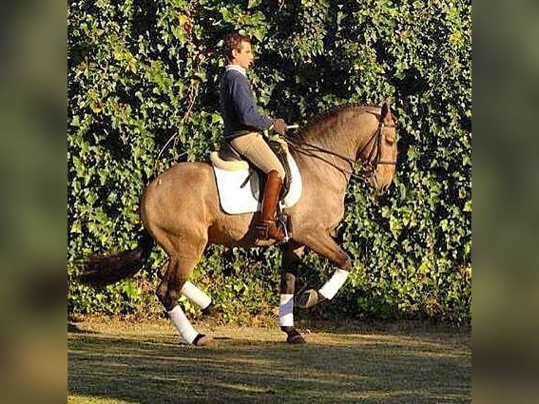 Lusitanos Stute 15 Jahre 151 cm Falbe in Schneverdingen