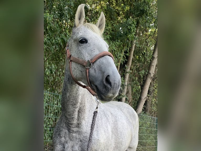 Lusitanos Stute 15 Jahre 160 cm Fliegenschimmel in Baddeckenstedt