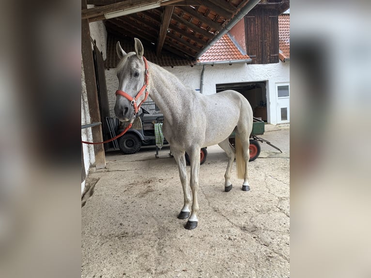 Lusitanos Stute 15 Jahre 160 cm Fliegenschimmel in Baddeckenstedt