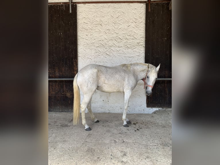 Lusitanos Stute 15 Jahre 160 cm Fliegenschimmel in Baddeckenstedt