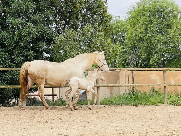 Lusitanos Stute 15 Jahre 165 cm in Felanitx
