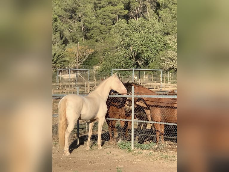 Lusitanos Stute 15 Jahre 165 cm in Felanitx