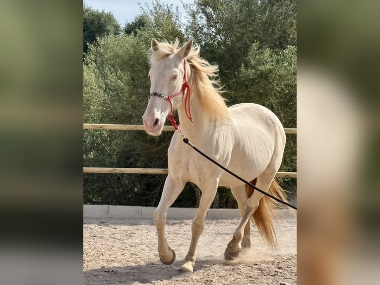 Lusitanos Stute 15 Jahre 165 cm in Felanitx