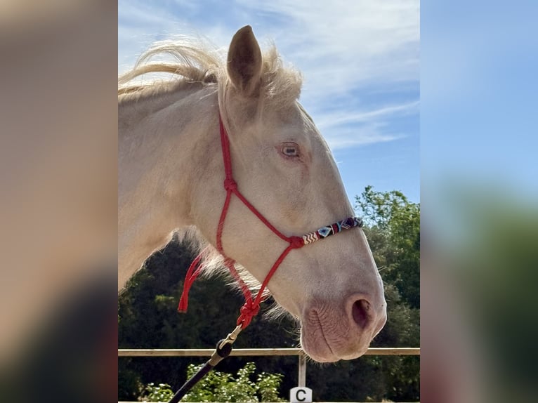 Lusitanos Stute 15 Jahre 165 cm in Felanitx