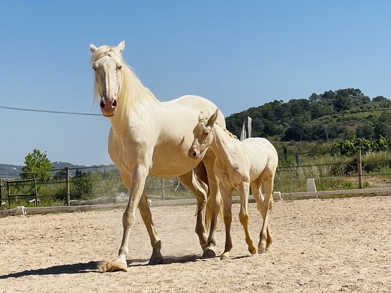 Lusitanos Stute 15 Jahre 165 cm in Felanitx