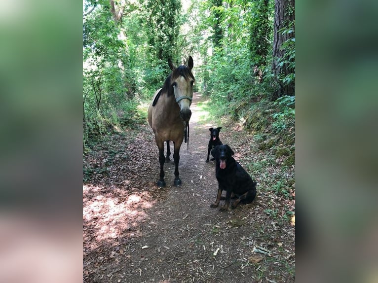 Lusitanos Stute 16 Jahre 154 cm Falbe in R&#xE9;d&#xE9;n&#xE9;