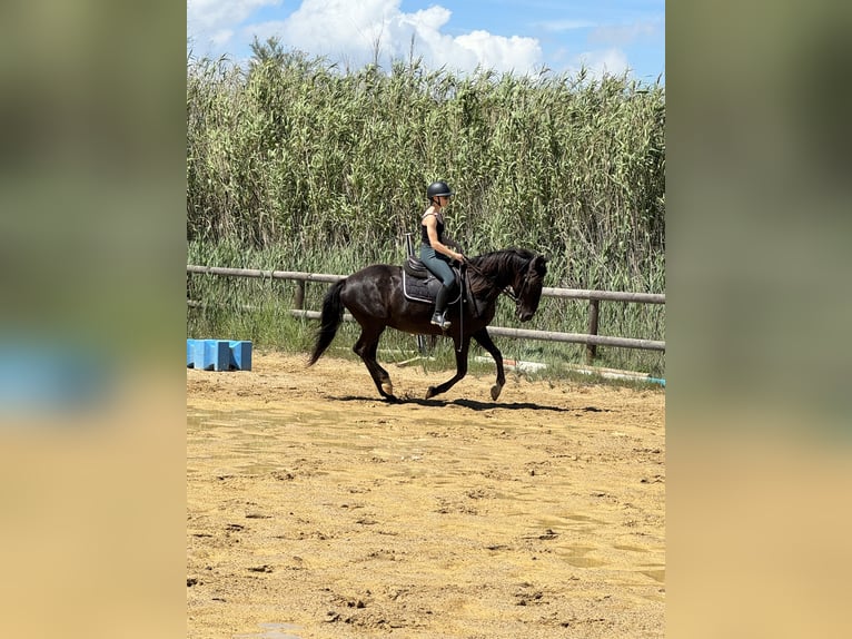 Lusitanos Stute 16 Jahre 155 cm Rappe in Les Saintes Maries de la mer