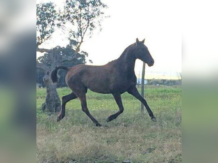 Lusitanos Stute 16 Jahre 160 cm Rappe in Sintra