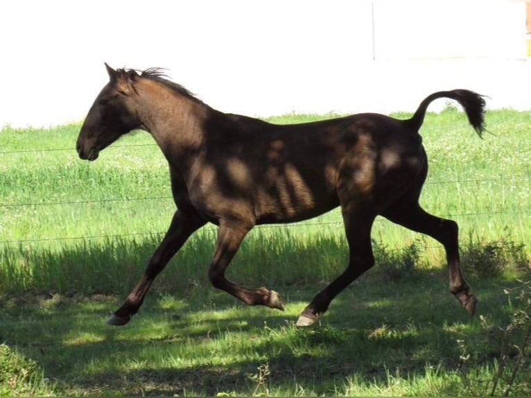Lusitanos Stute 16 Jahre 160 cm Rappe in Sintra