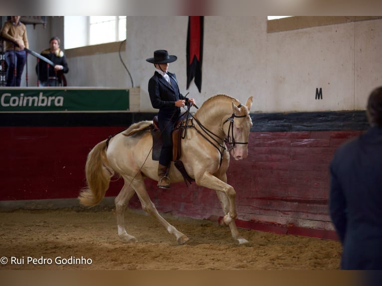 Lusitanos Stute 16 Jahre 160 cm Rappe in Sintra
