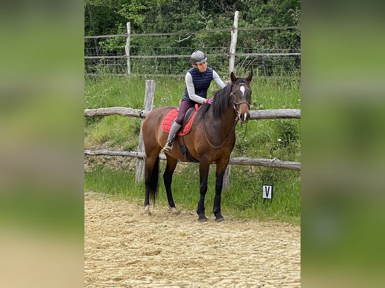 Lusitanos Stute 16 Jahre 162 cm Brauner in Tursac