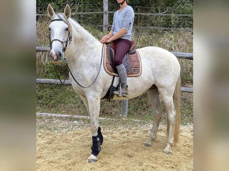Lusitanos Stute 16 Jahre 165 cm Schimmel in Tursac