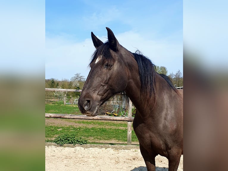 Lusitanos Stute 17 Jahre 158 cm Rappe in Bünde