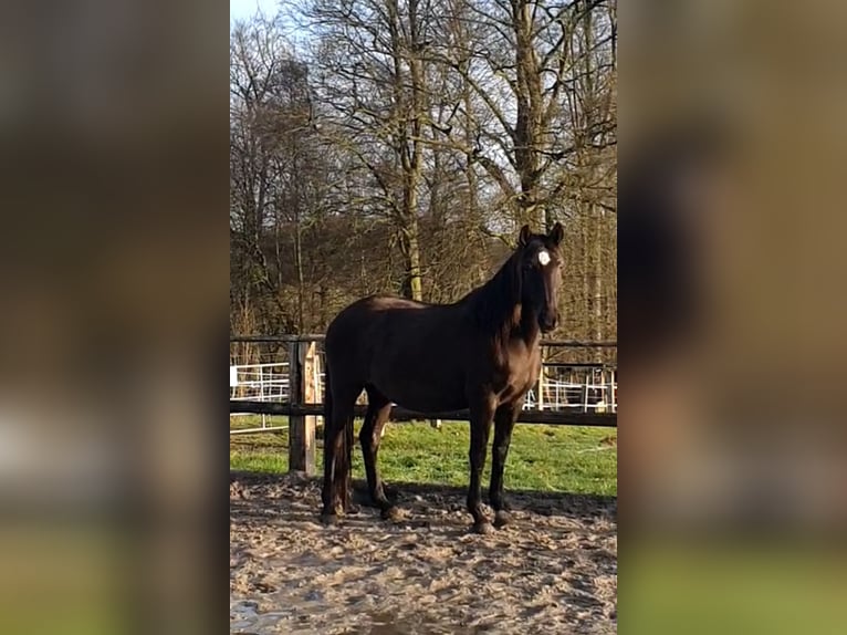 Lusitanos Stute 17 Jahre 158 cm Rappe in Bünde