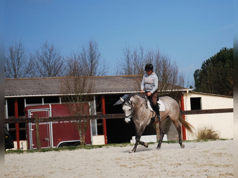 Lusitanos Stute 17 Jahre 160 cm Braunfalbschimmel in Tursac