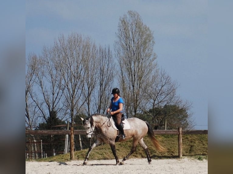 Lusitanos Stute 17 Jahre 160 cm Braunfalbschimmel in Tursac