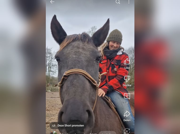 Lusitanos Stute 17 Jahre 165 cm Rappe in 9000 - GENT