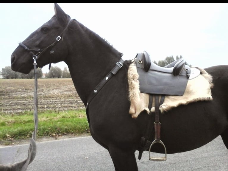 Lusitanos Stute 17 Jahre 165 cm Rappe in 9000 - GENT
