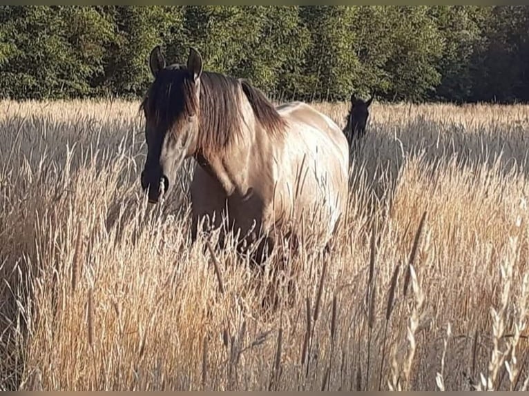 Lusitanos Stute 17 Jahre 165 cm Rappe in 9000 - GENT