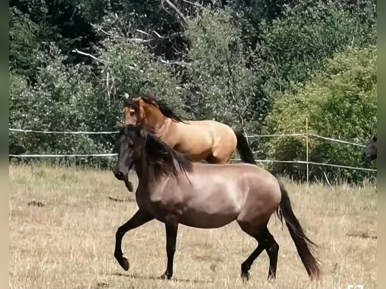 Lusitanos Stute 17 Jahre 165 cm Rappe in 9000 - GENT
