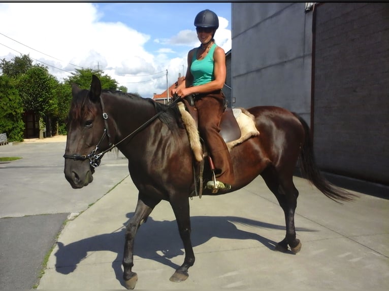 Lusitanos Stute 17 Jahre 165 cm Rappe in 9000 - GENT