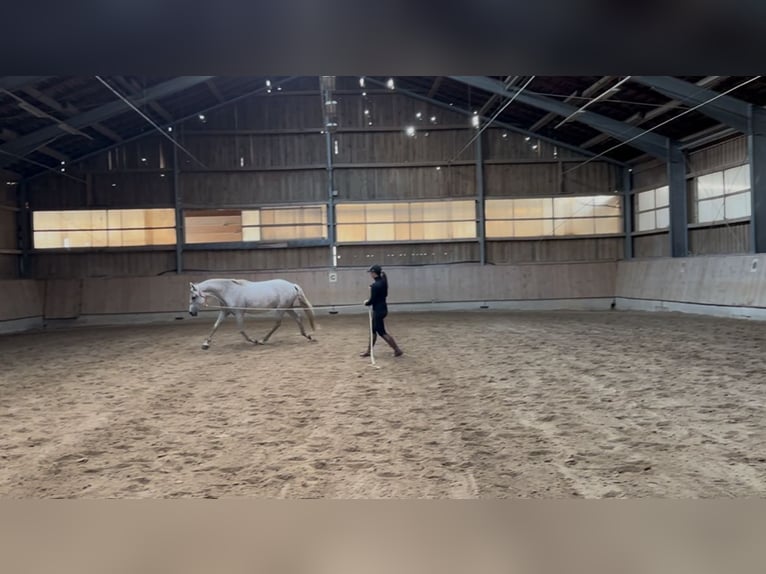 Lusitanos Mix Stute 18 Jahre 150 cm Fliegenschimmel in Pfaffenhofen an der Roth