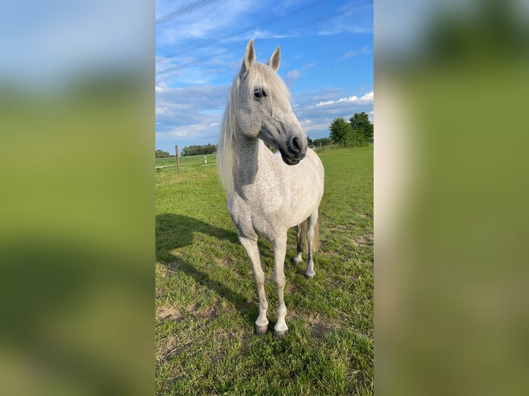 Lusitanos Mix Stute 18 Jahre 150 cm Fliegenschimmel in Pfaffenhofen an der Roth